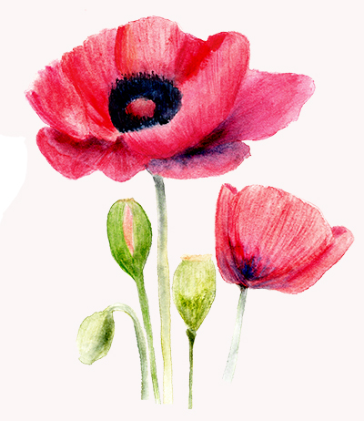 Poppy flowers ⋆ Ksenia Morozova Art